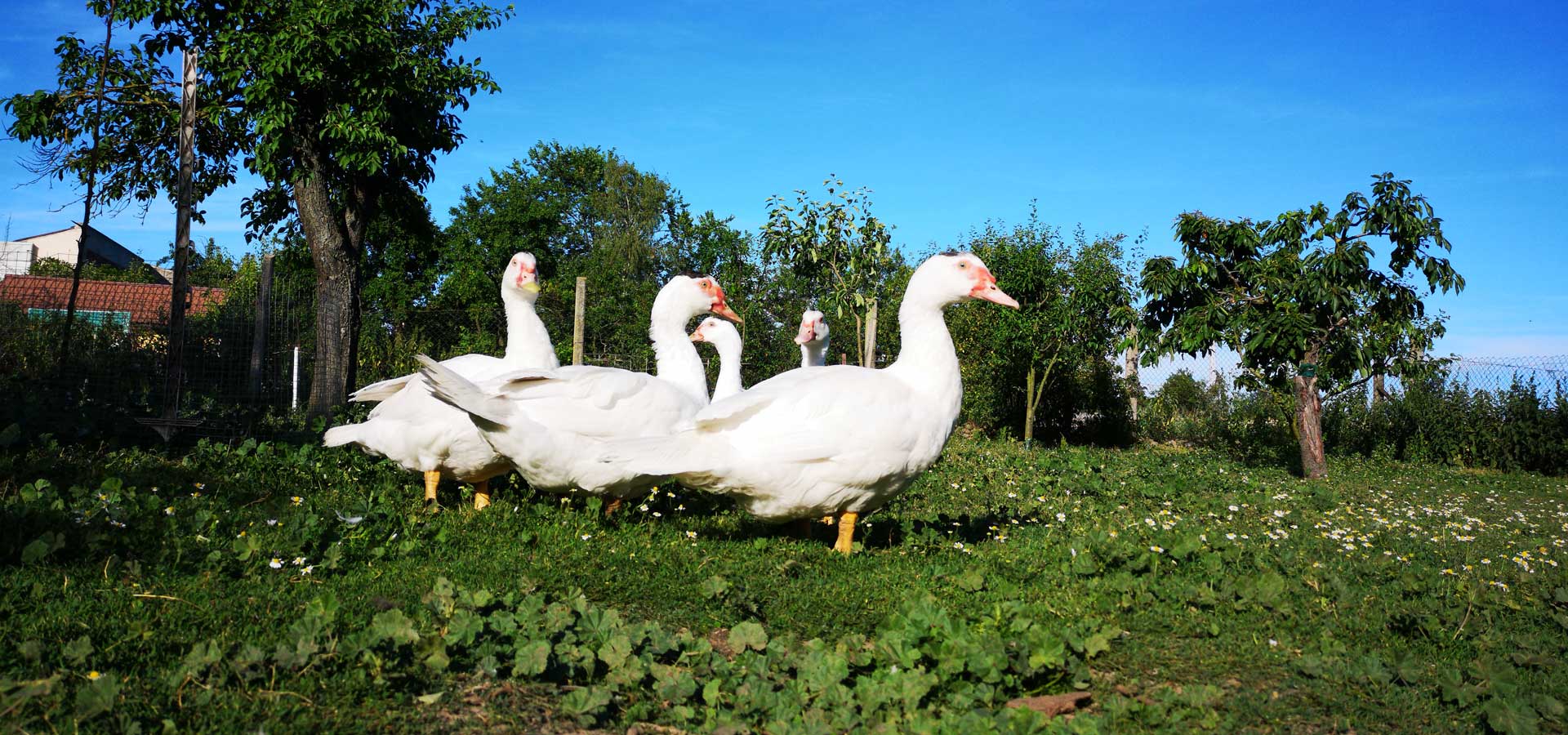 landgefluegelhof_ohmann_enten